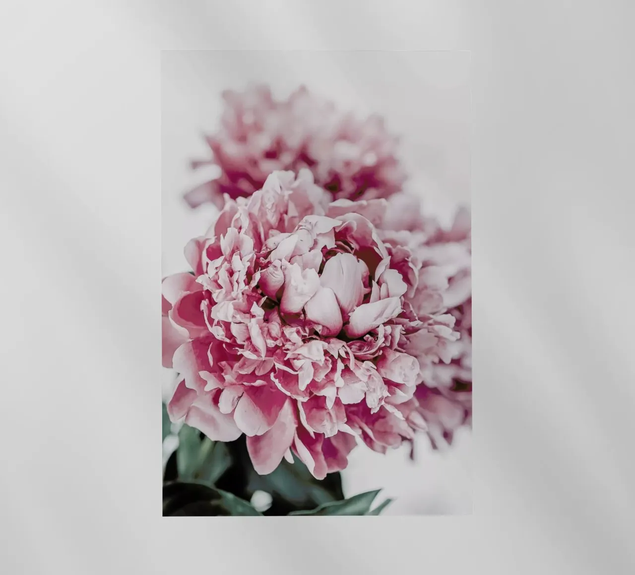 Peony in Focus pellicola backlit da Flora & Fauna
