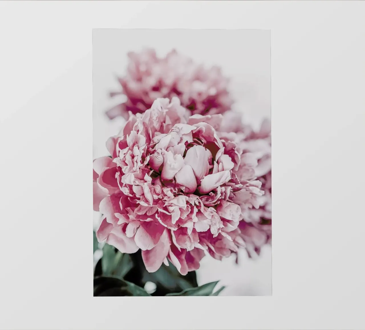 Peony in Focus telo in pvc da Flora & Fauna