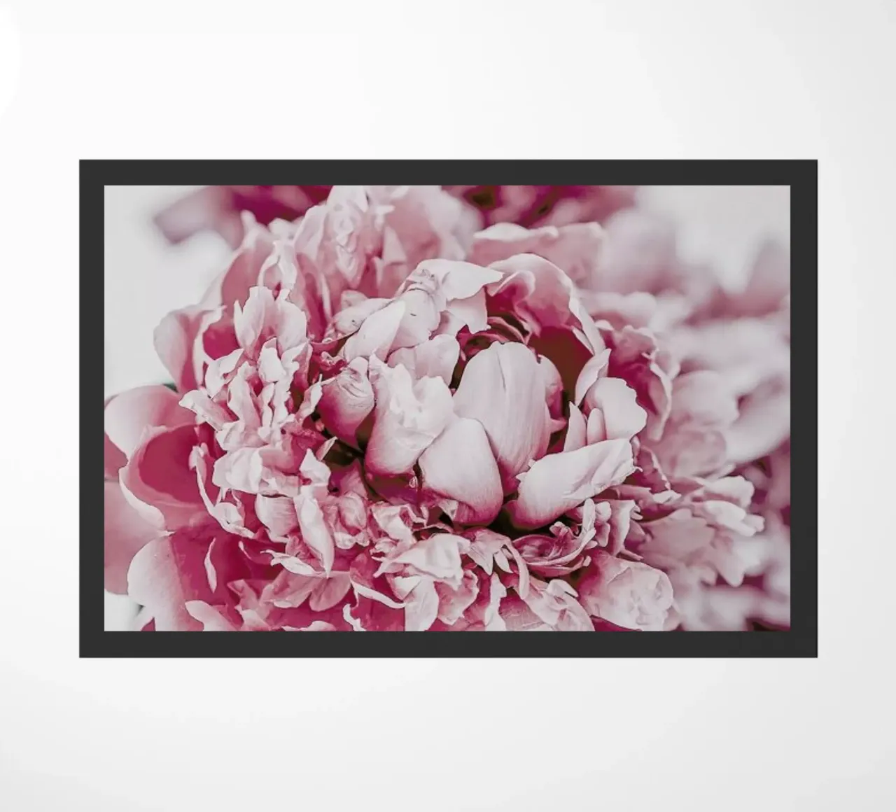 Peony in Focus zerbino da Flora & Fauna