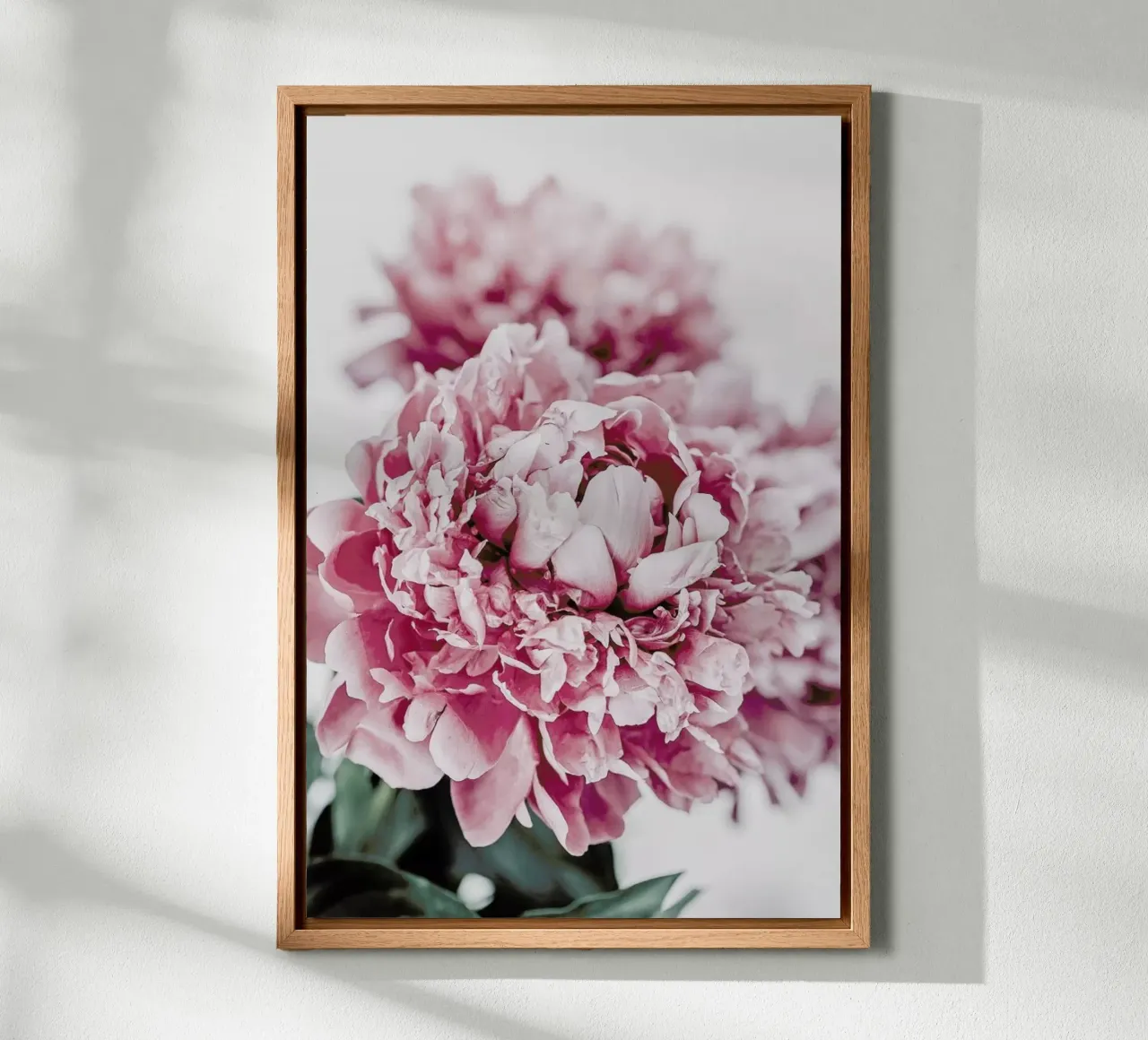 Peony in Focus alluminio dibond da Flora & Fauna