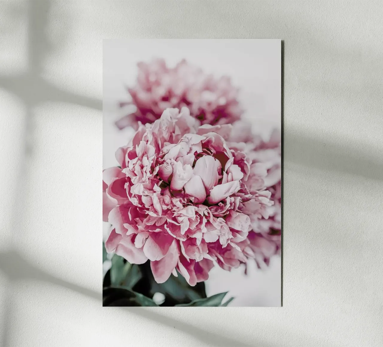 Peony in Focus alluminio dibond da Flora & Fauna
