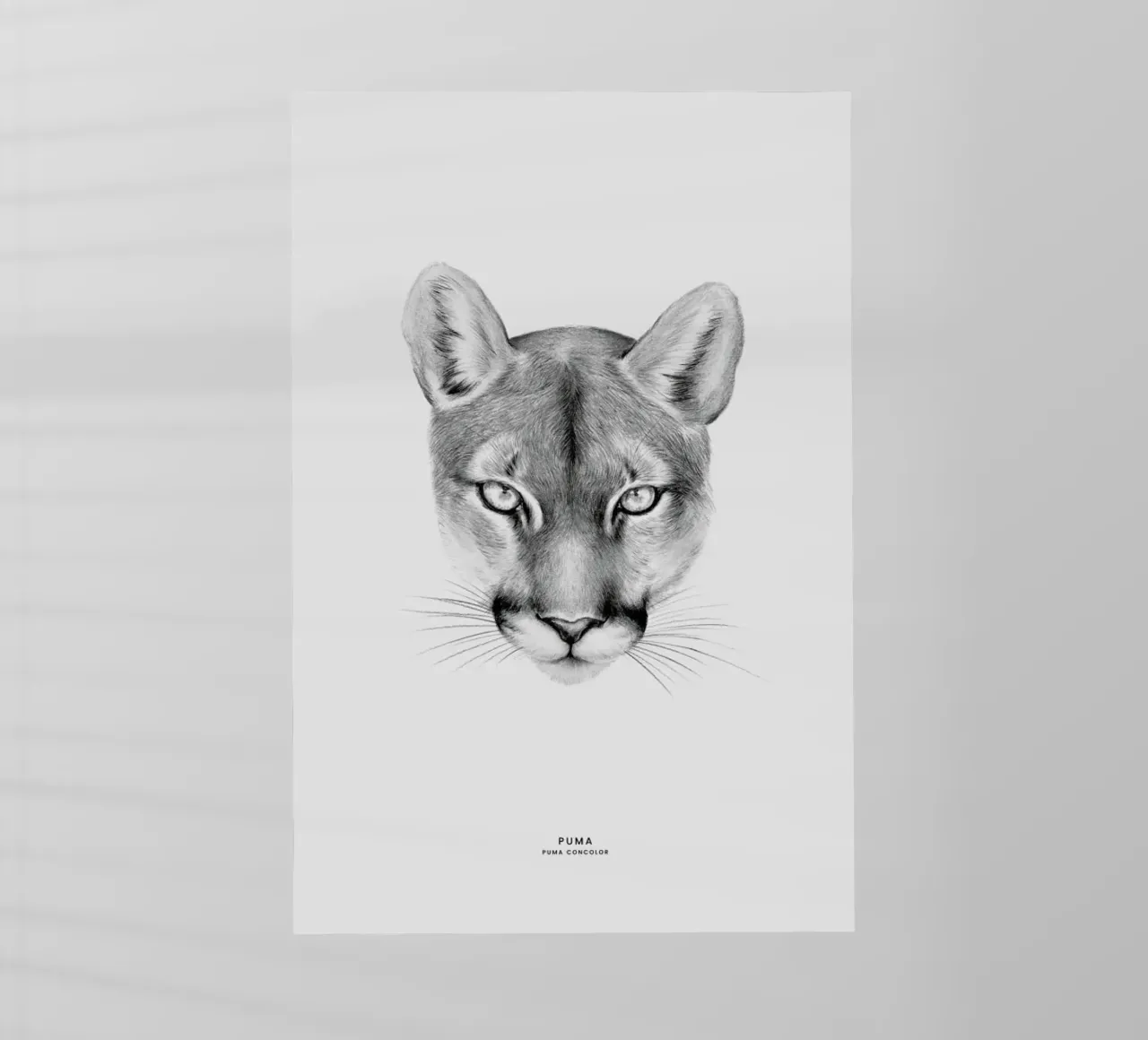 Puma pellicola backlit da Flora & Fauna