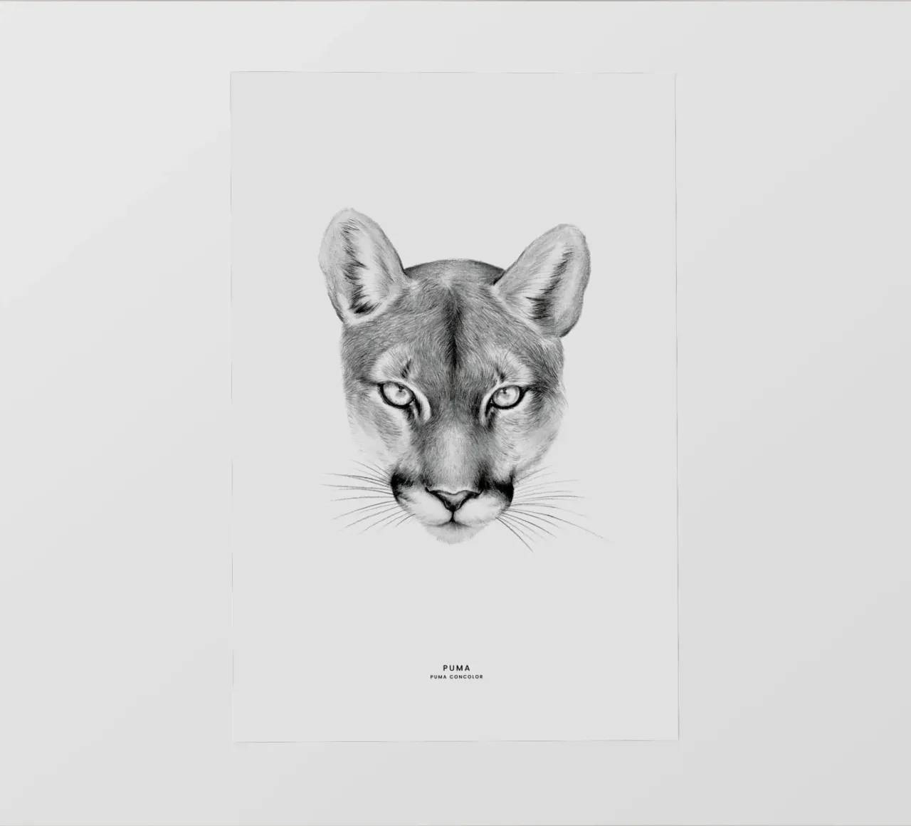 Puma pellicola backlit da Flora & Fauna
