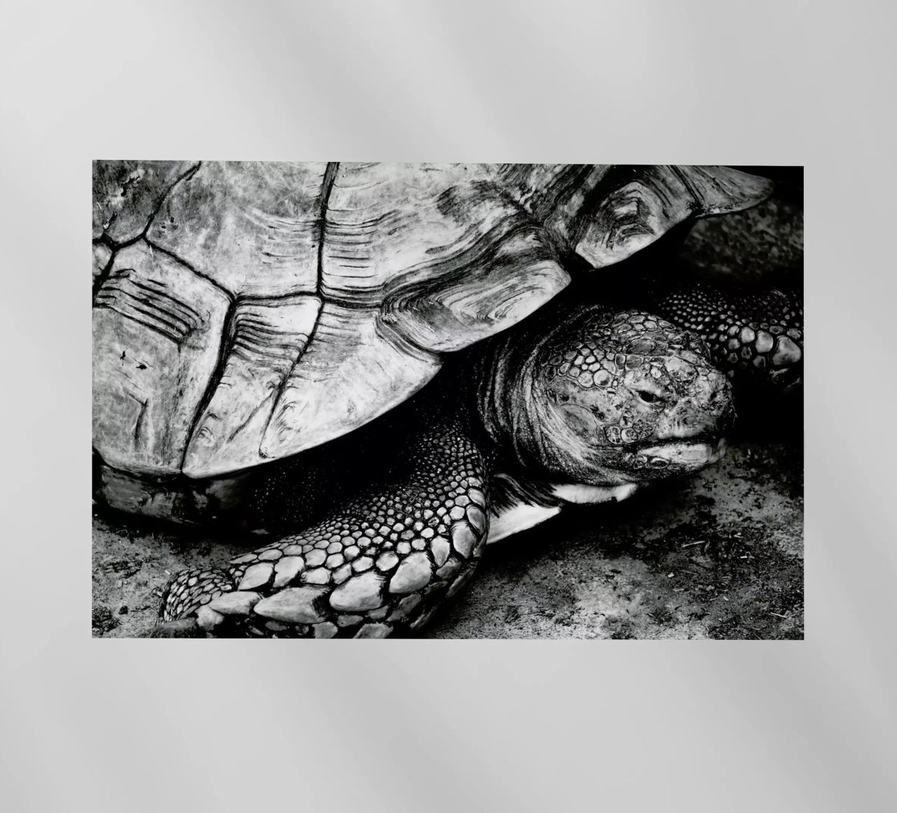 Tim the Turtle pellicola backlit da Babett Schultze