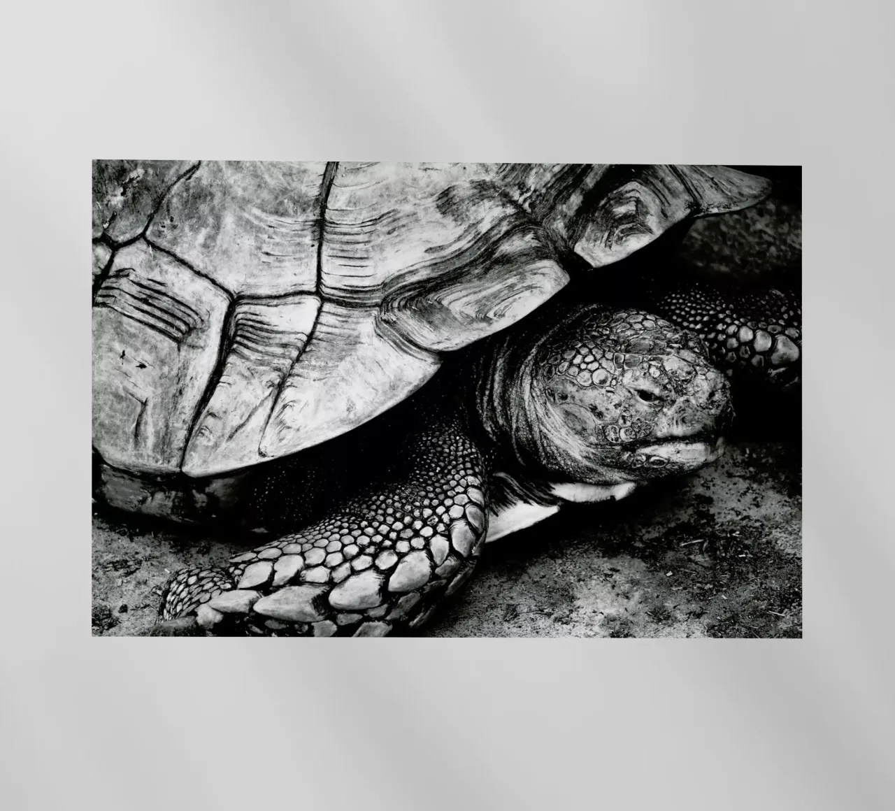 Tim the Turtle pellicola backlit da Babett Schultze