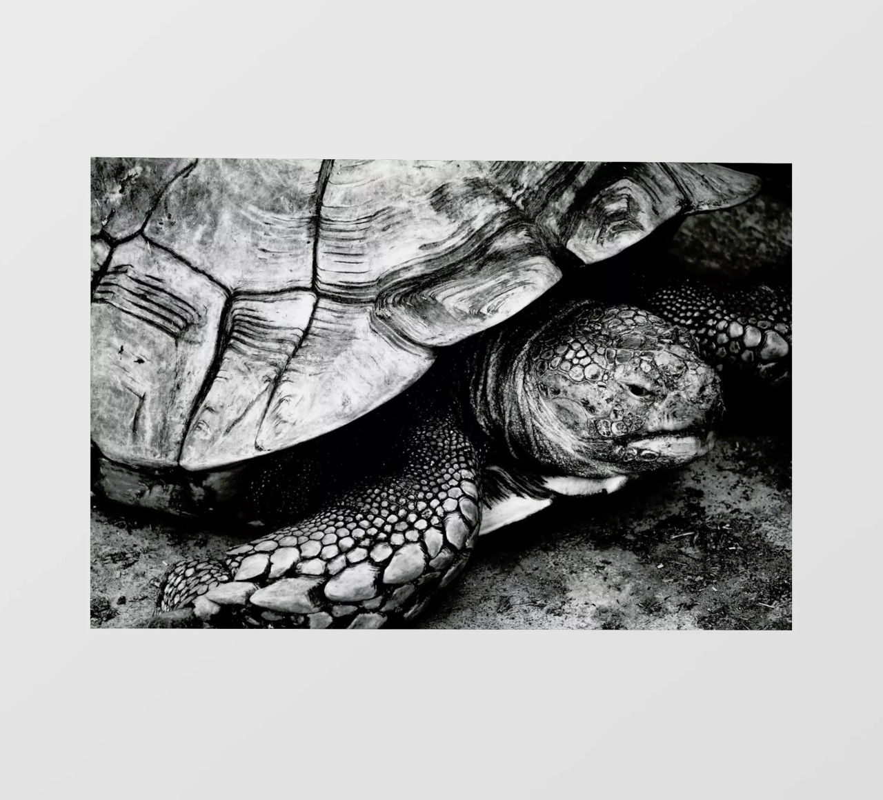 Tim the Turtle pellicola backlit da Babett Schultze