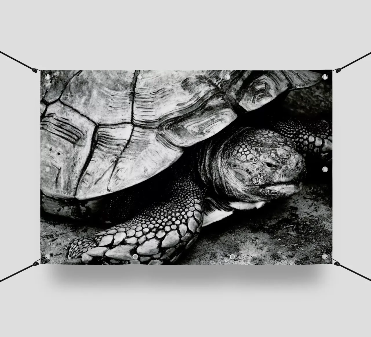 Tim the Turtle telo in pvc da Babett Schultze