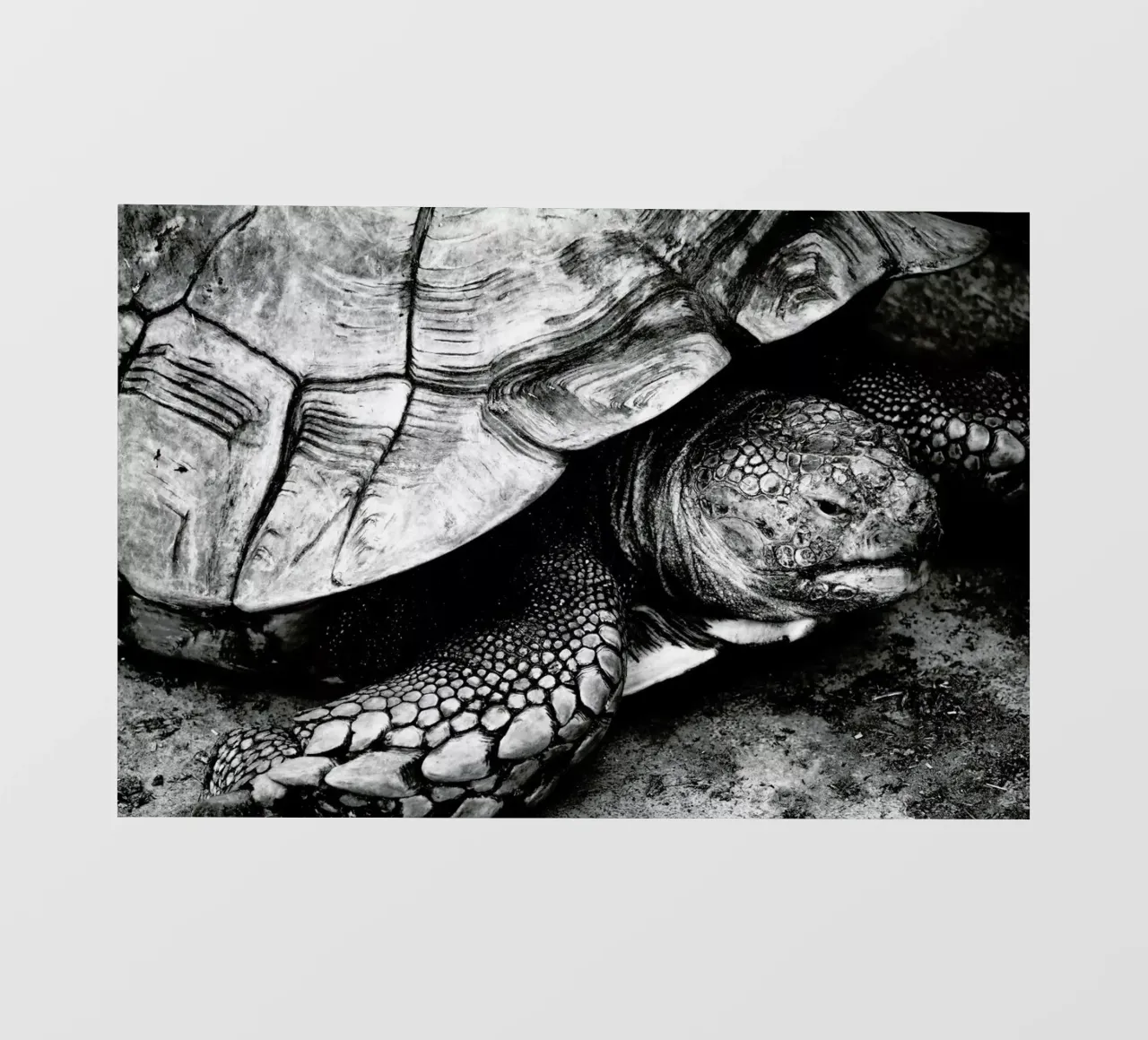 Tim the Turtle pvc-zeil van Babett Schultze