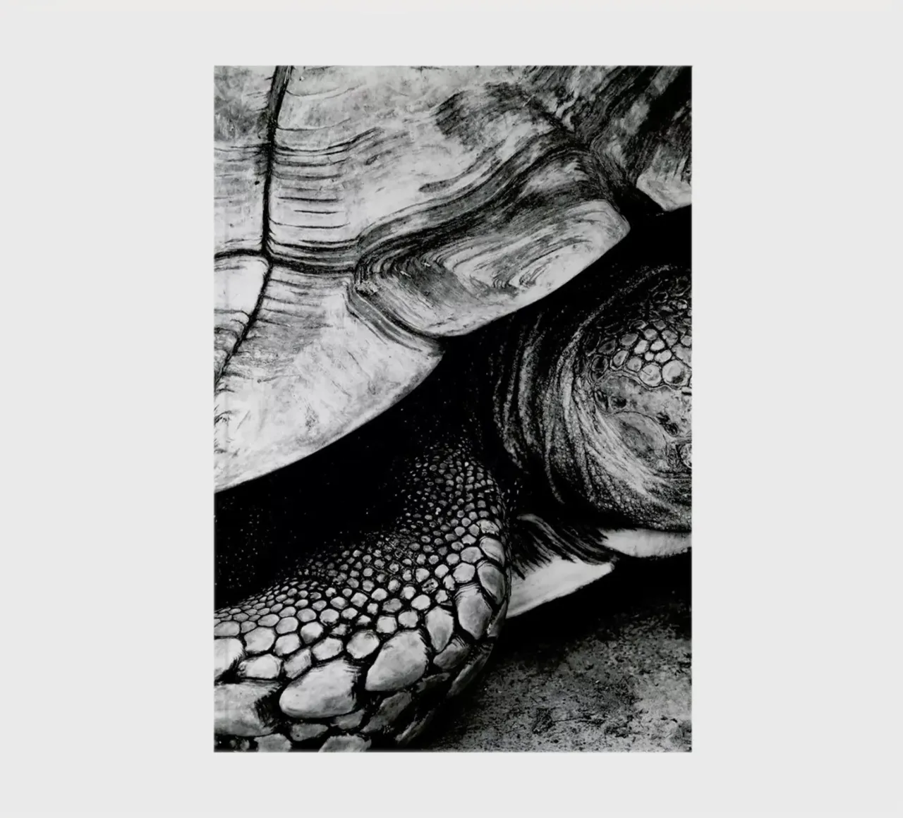 Tim the Turtle notebook by Babett Schultze
