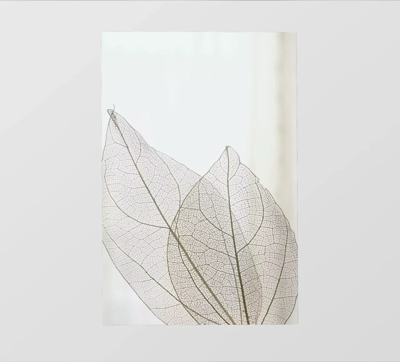 Skeleton Leaves pellicola backlit da Babett Schultze