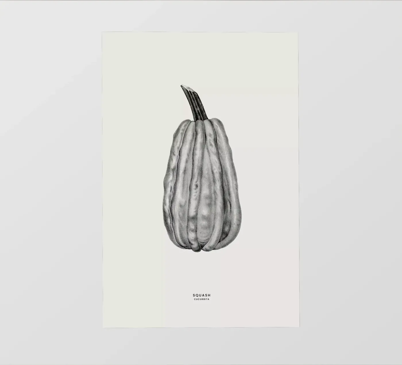 Squash pellicola backlit da Flora & Fauna