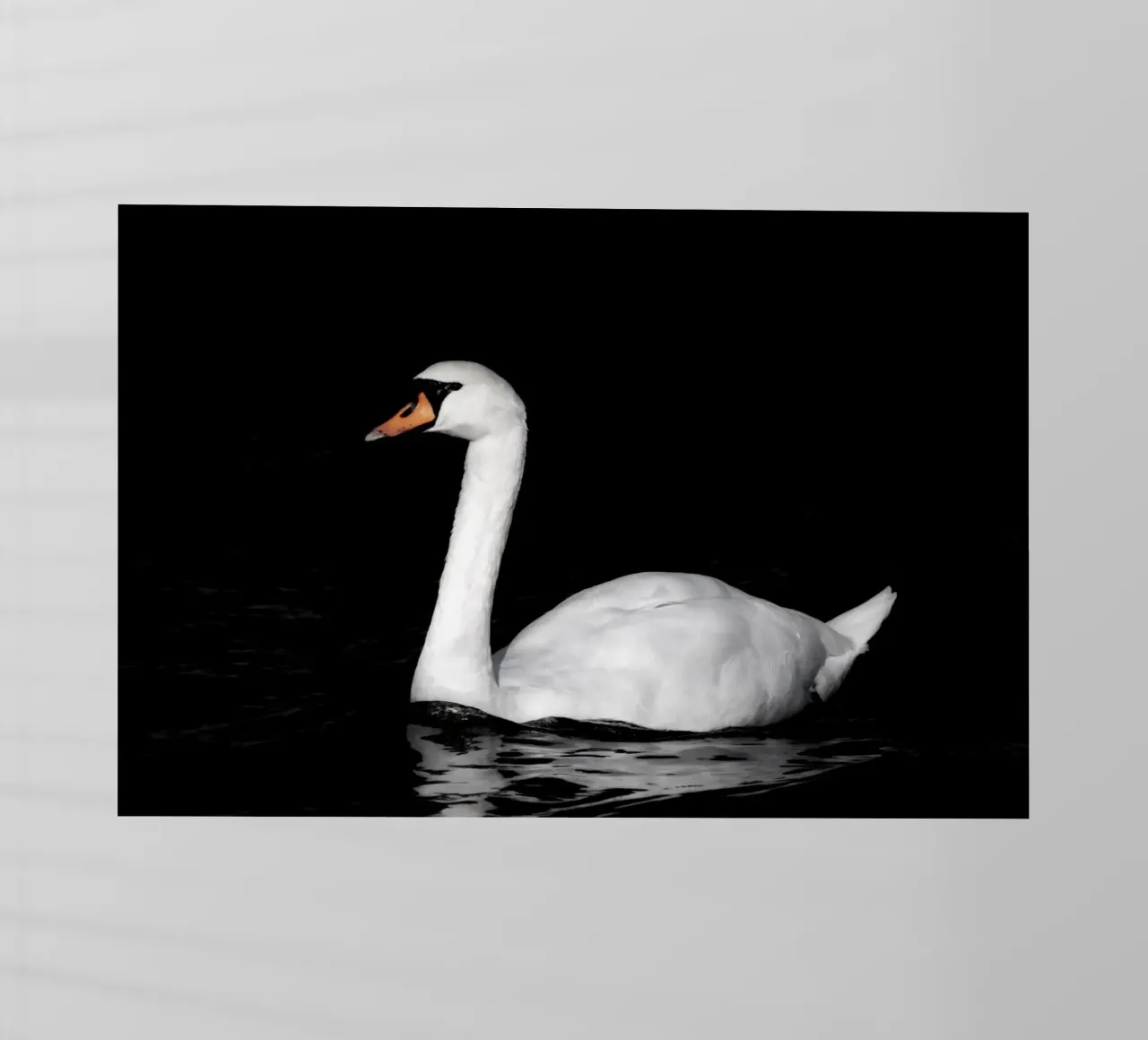 Cigno bianco a Bruges pellicola backlit da Léa Lefebvre Photography