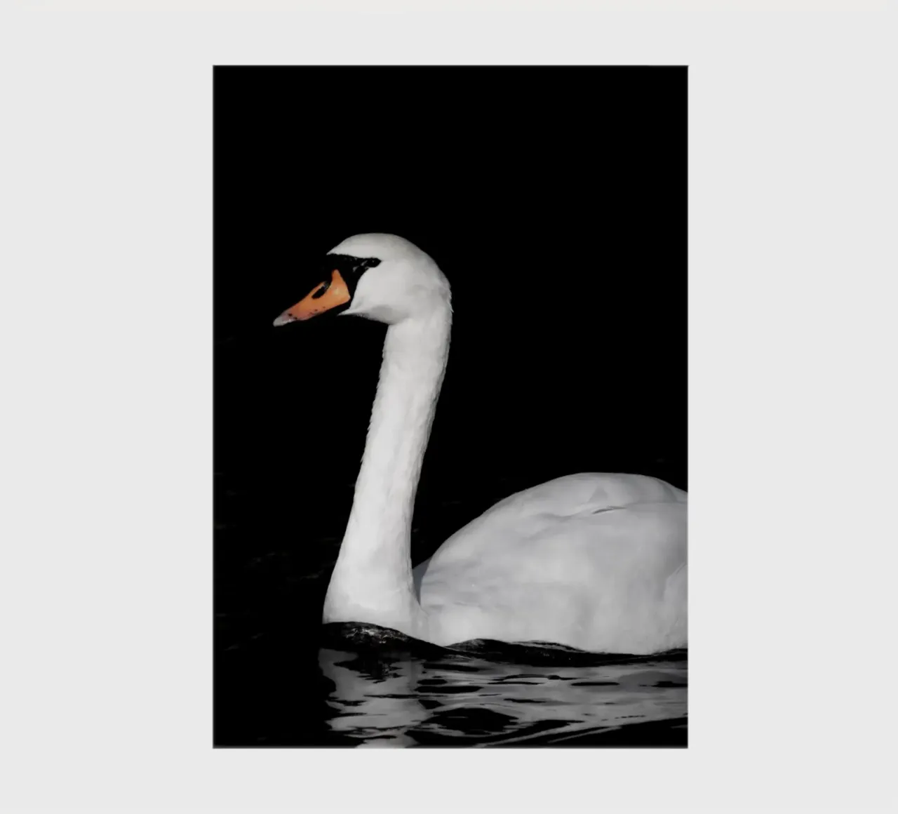 White swan in Bruges notebook by Léa Lefebvre Photography