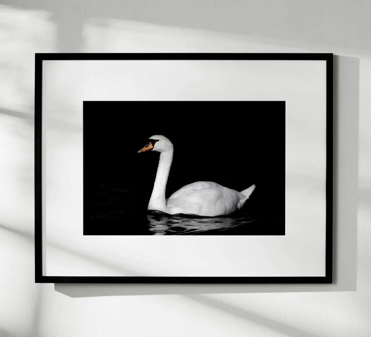 Cigno bianco a Bruges carta hahnemühle da Léa Lefebvre Photography