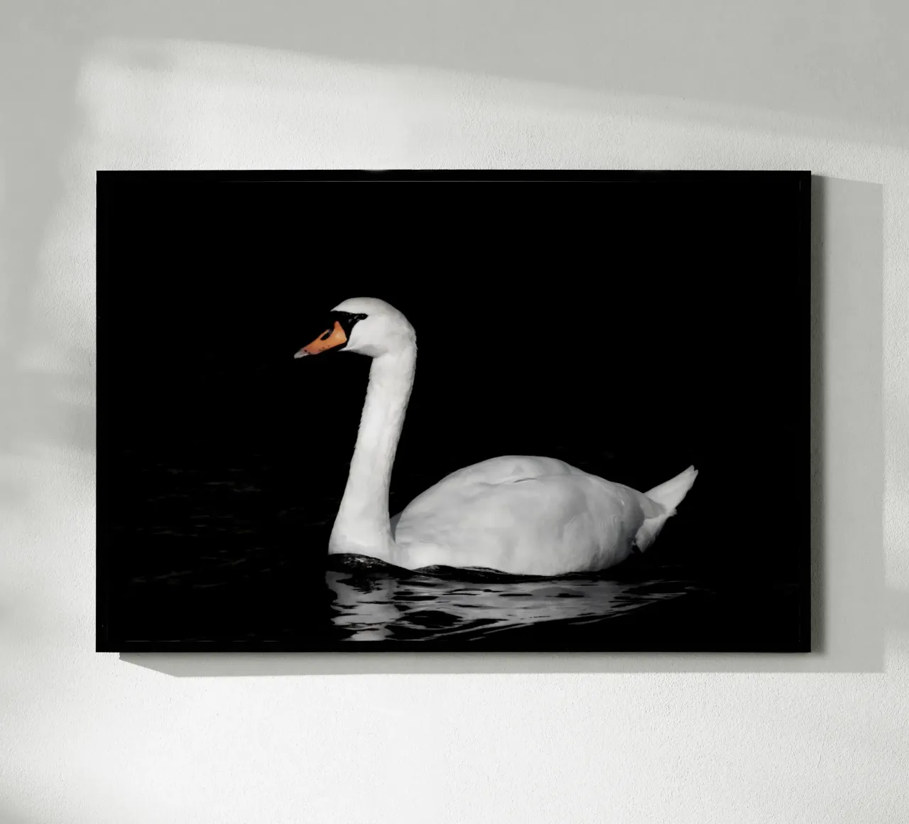 Cigno bianco a Bruges carta hahnemühle da Léa Lefebvre Photography