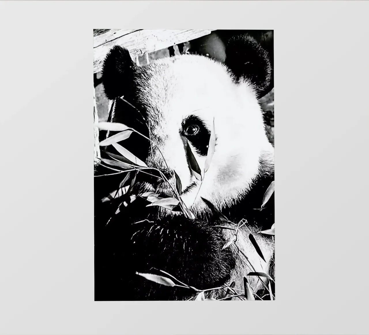 Hungry Panda telo in pvc da Babett Schultze