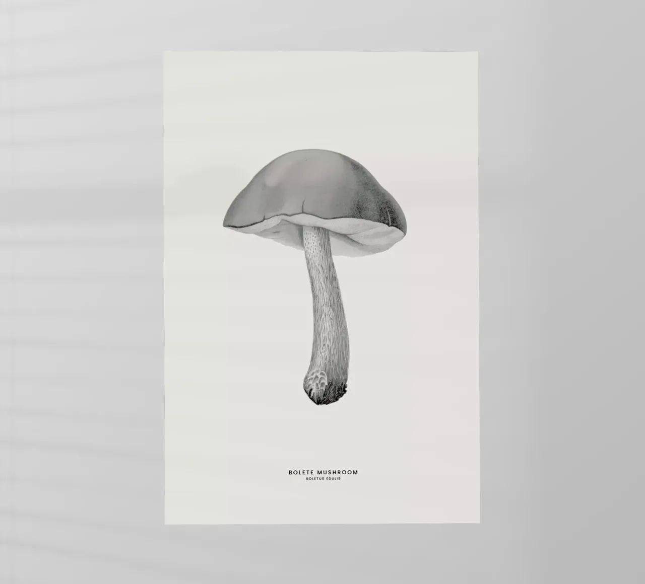 Bolete Mushroom pellicola backlit da Flora & Fauna