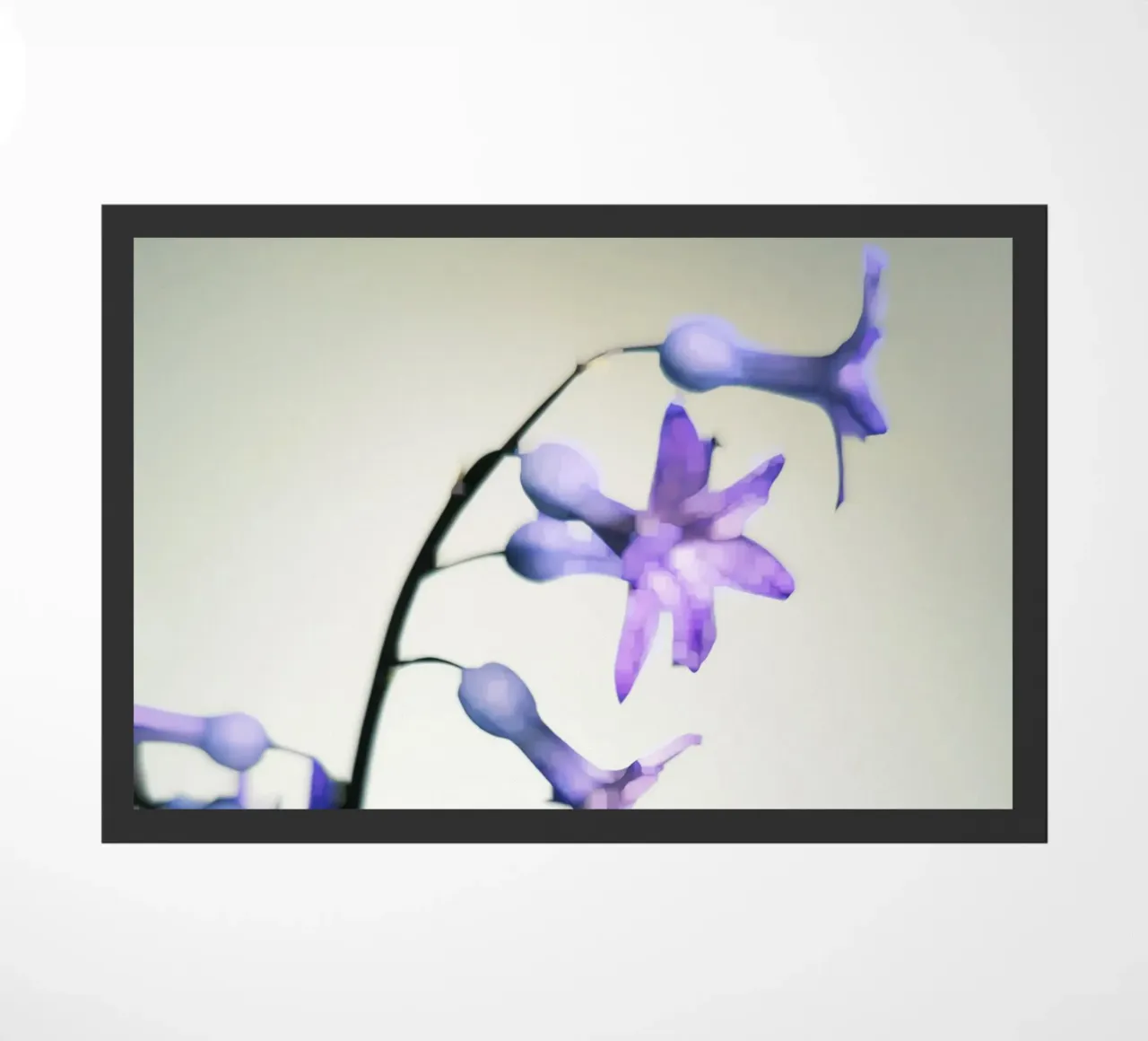 Hyacinth zerbino da Angelo Cerantola