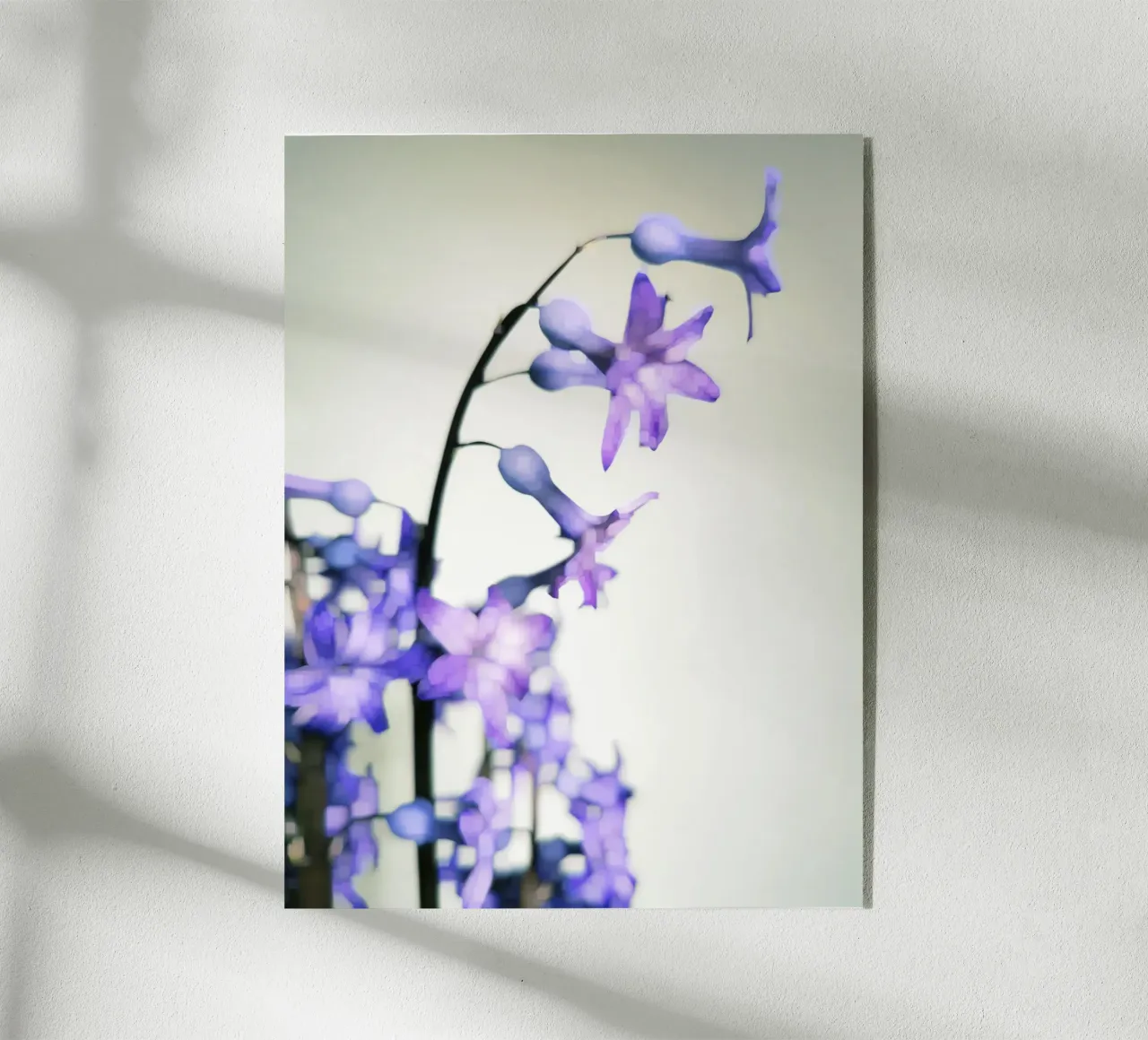 Hyacinth plexiglass da Angelo Cerantola