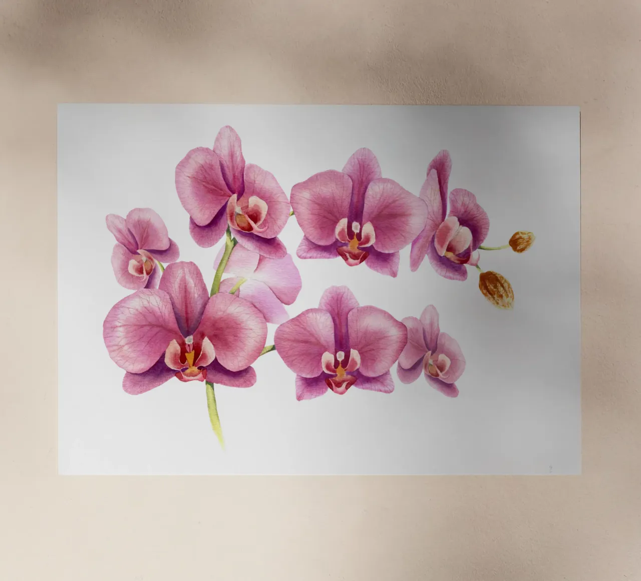 Orchideen pellicola backlit da youdesignme