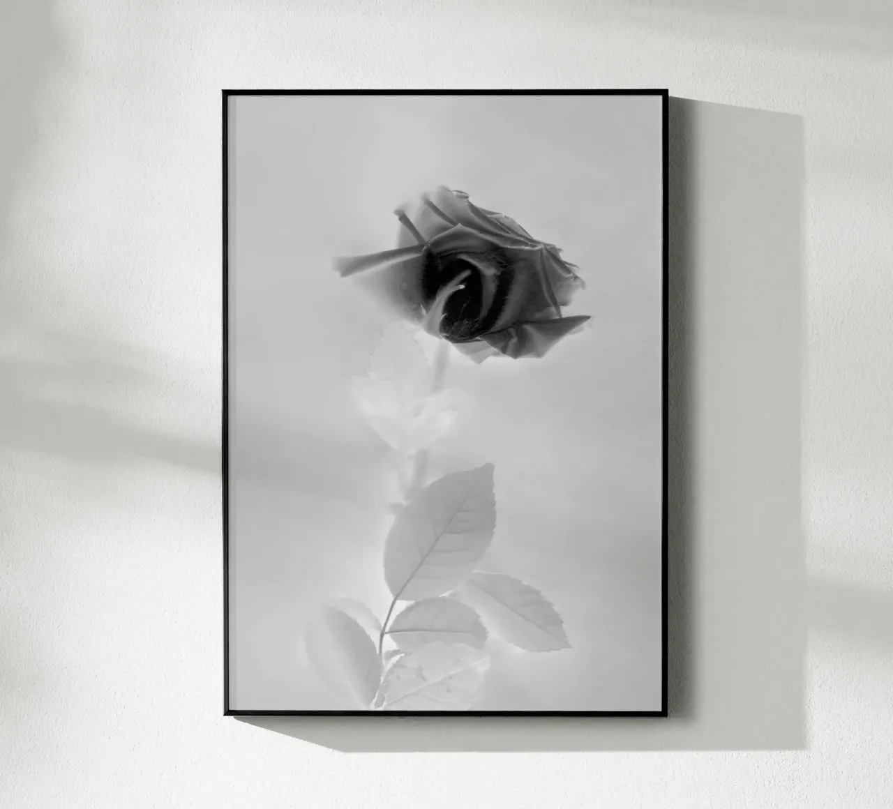 BW Rose plexiglass da Muted Blossom