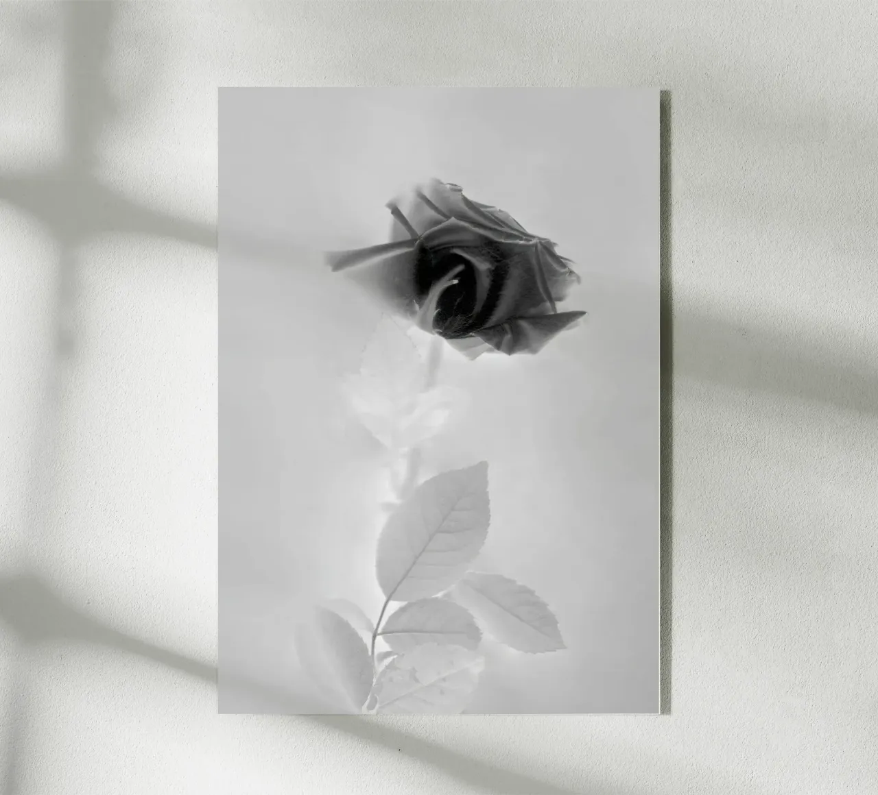BW Rose plexiglass da Muted Blossom