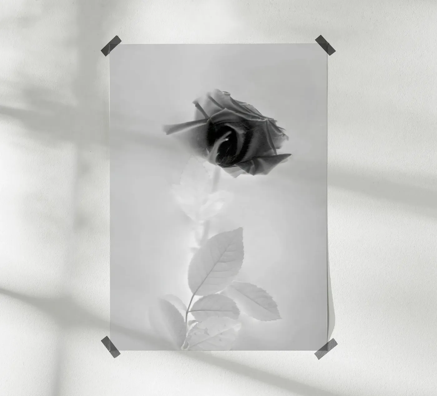 BW Rose poster de Muted Blossom