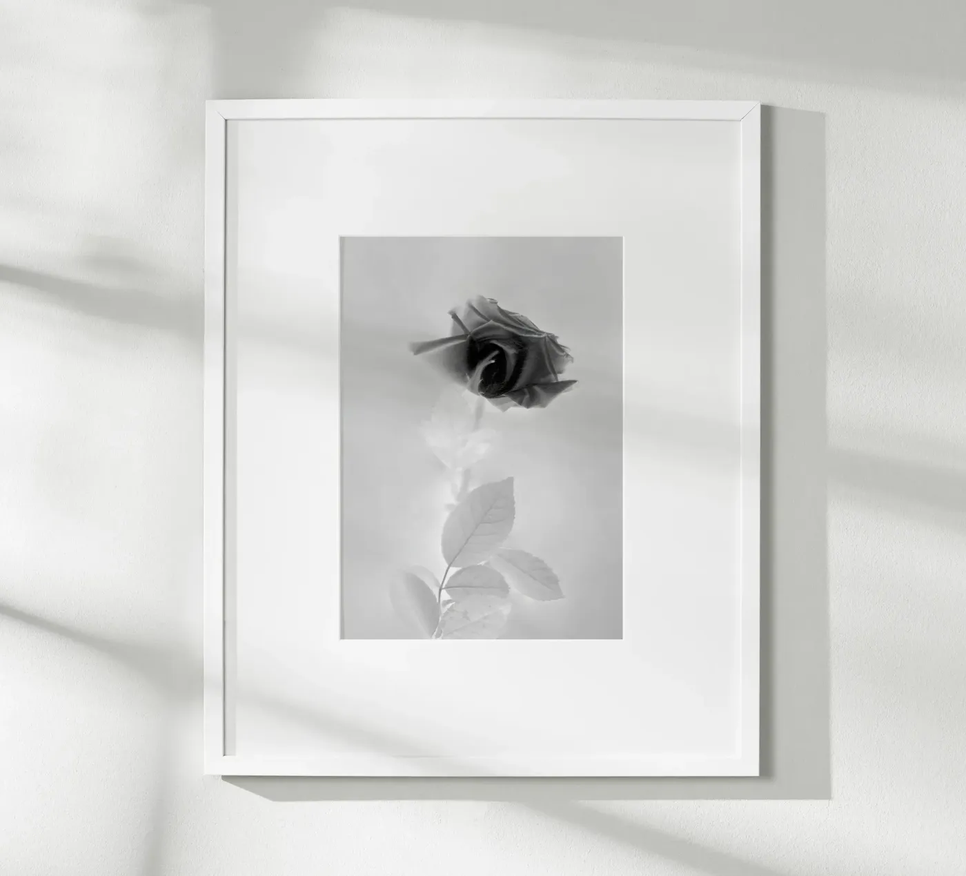 BW Rose poster de Muted Blossom