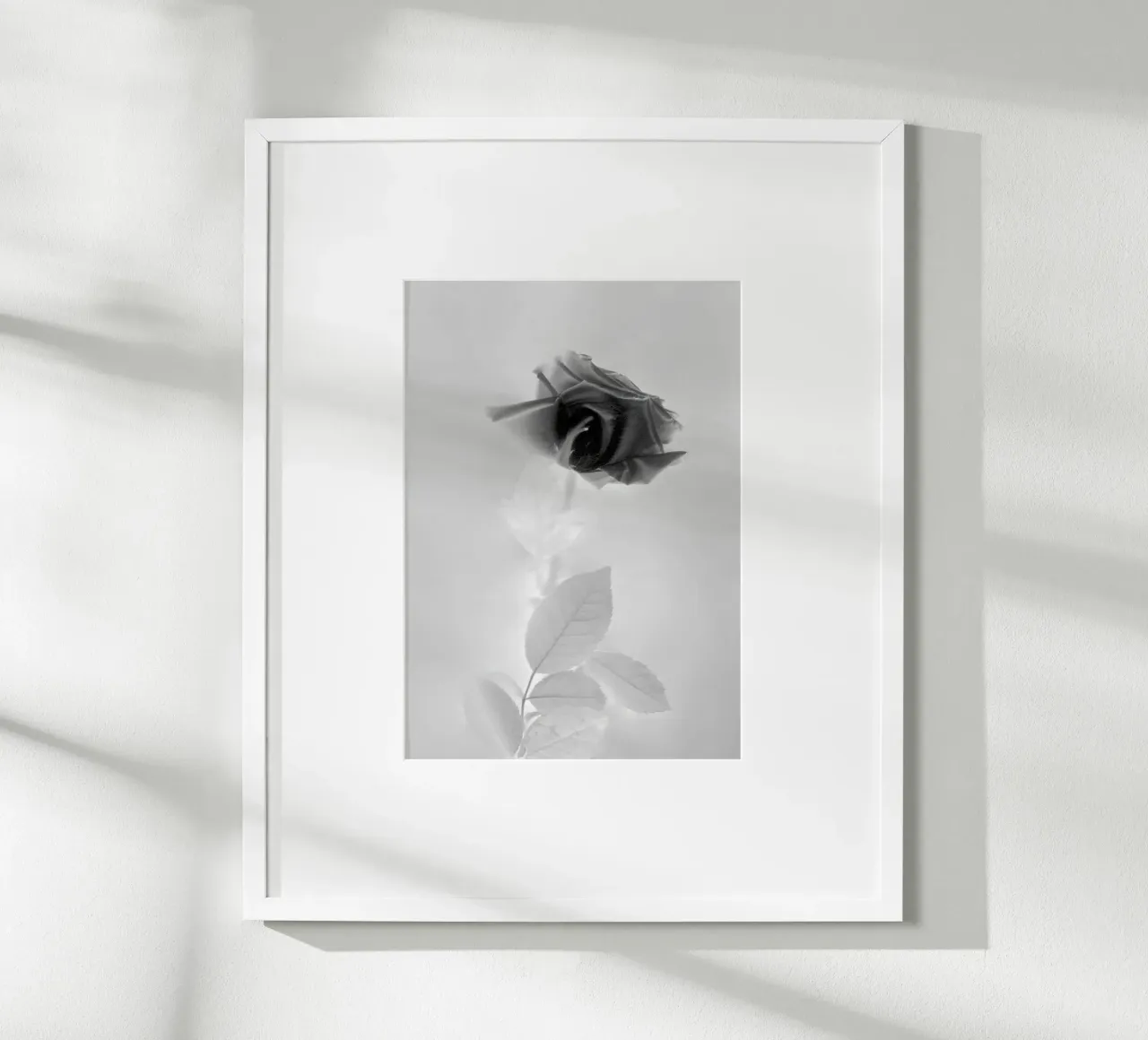 BW Rose poster da Muted Blossom