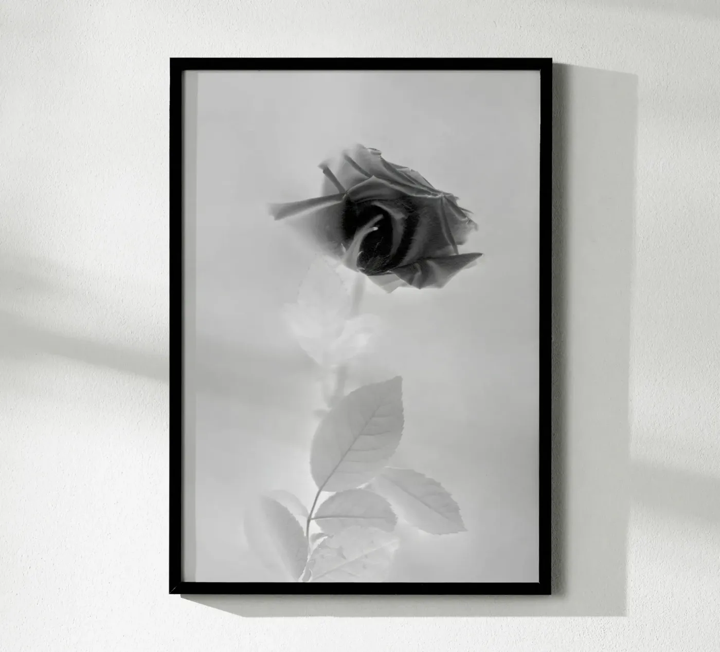 BW Rose poster de Muted Blossom