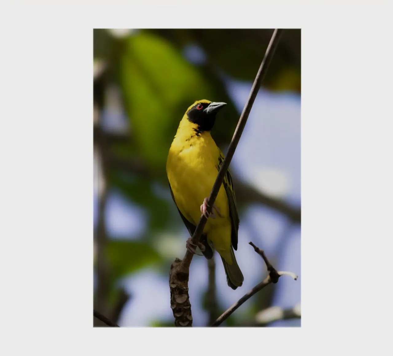 Yellow Bird perched on a branch notebook by Léa Lefebvre Photography