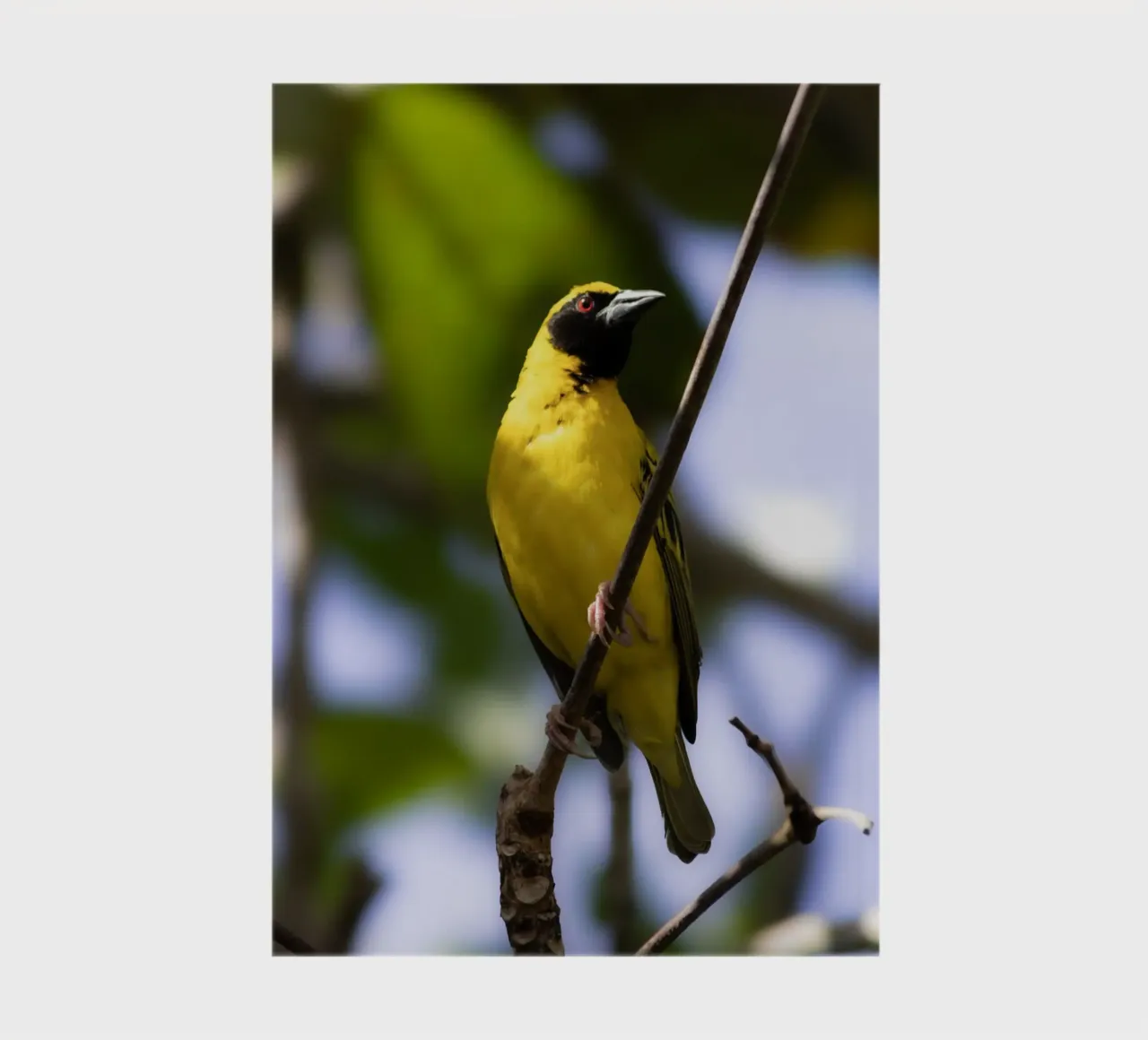 Yellow Bird perched on a branch notebook by Léa Lefebvre Photography