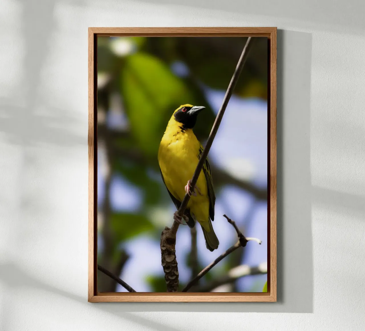 Gele vogel neergestreken op een tak canvas met Baklijst van Léa Lefebvre Photography