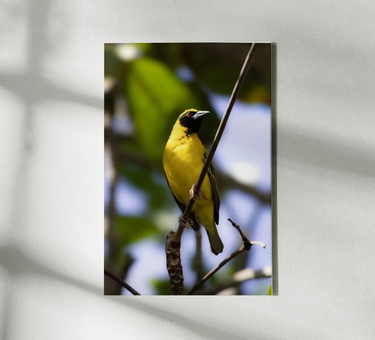 Gele vogel neergestreken op een tak canvas met Baklijst van Léa Lefebvre Photography