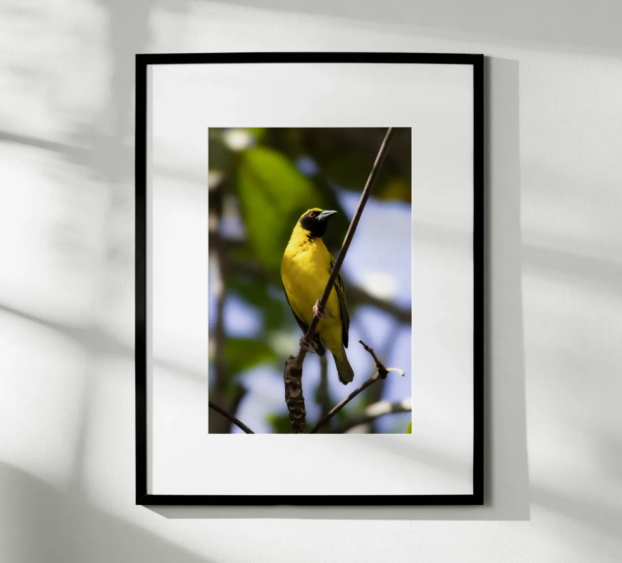 Oiseau jaune perché sur une branche poster avec cadre en bois de Léa Lefebvre Photography