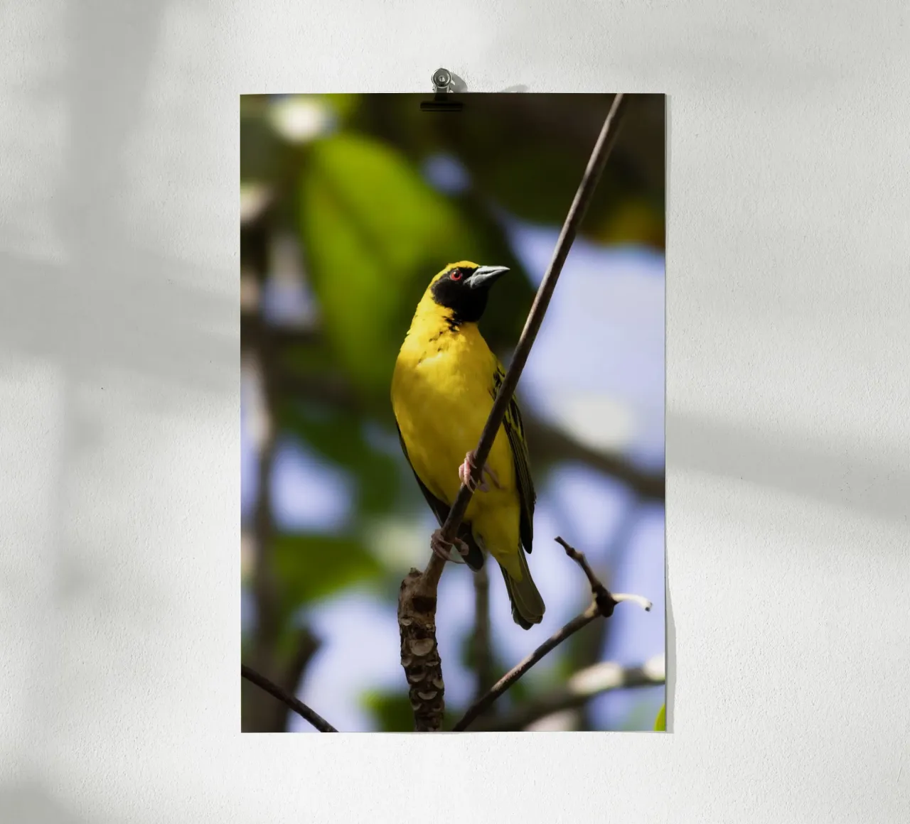 Oiseau jaune perché sur une branche poster avec cadre en bois de Léa Lefebvre Photography