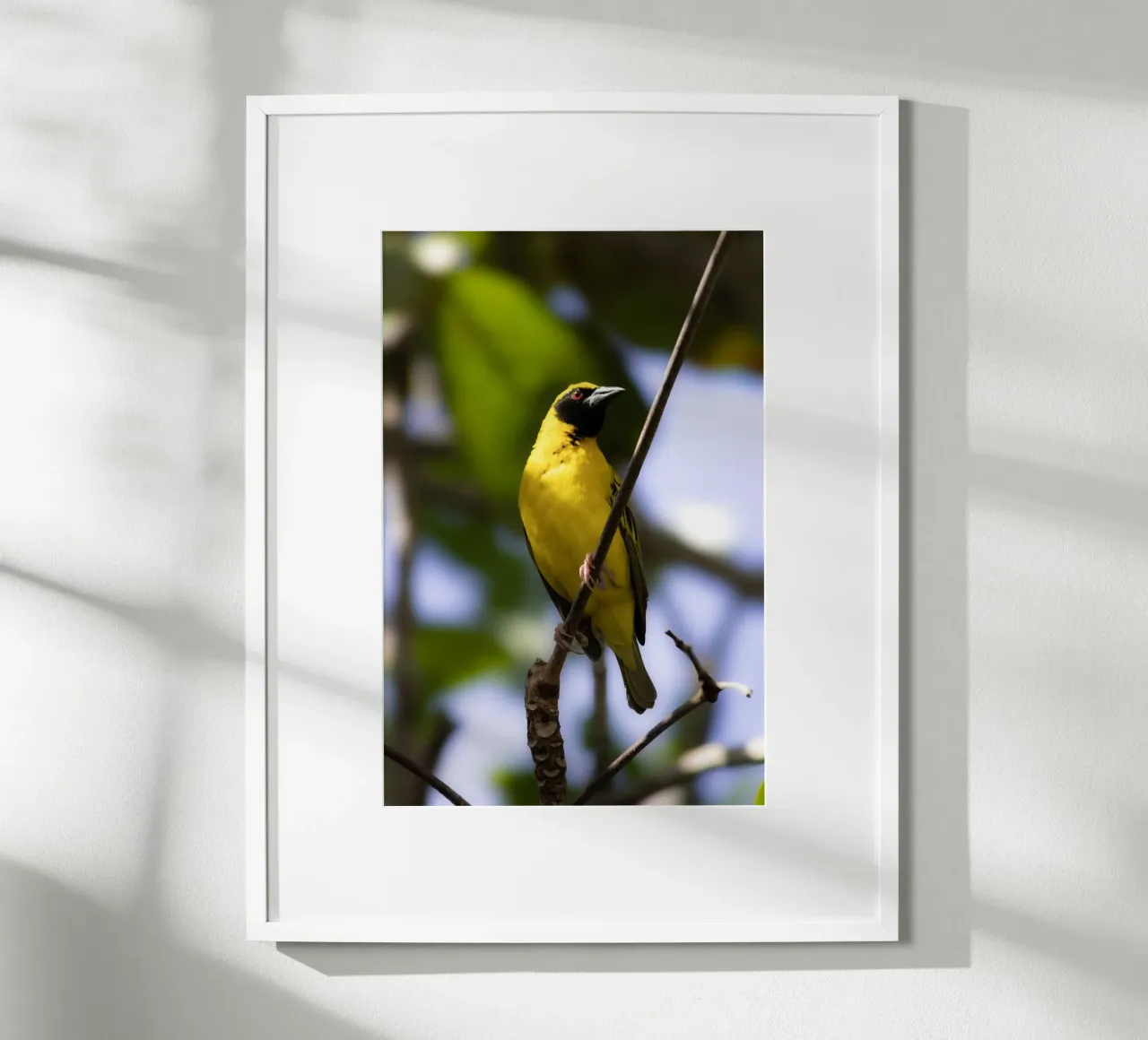 Oiseau jaune perché sur une branche poster avec cadre en bois de Léa Lefebvre Photography