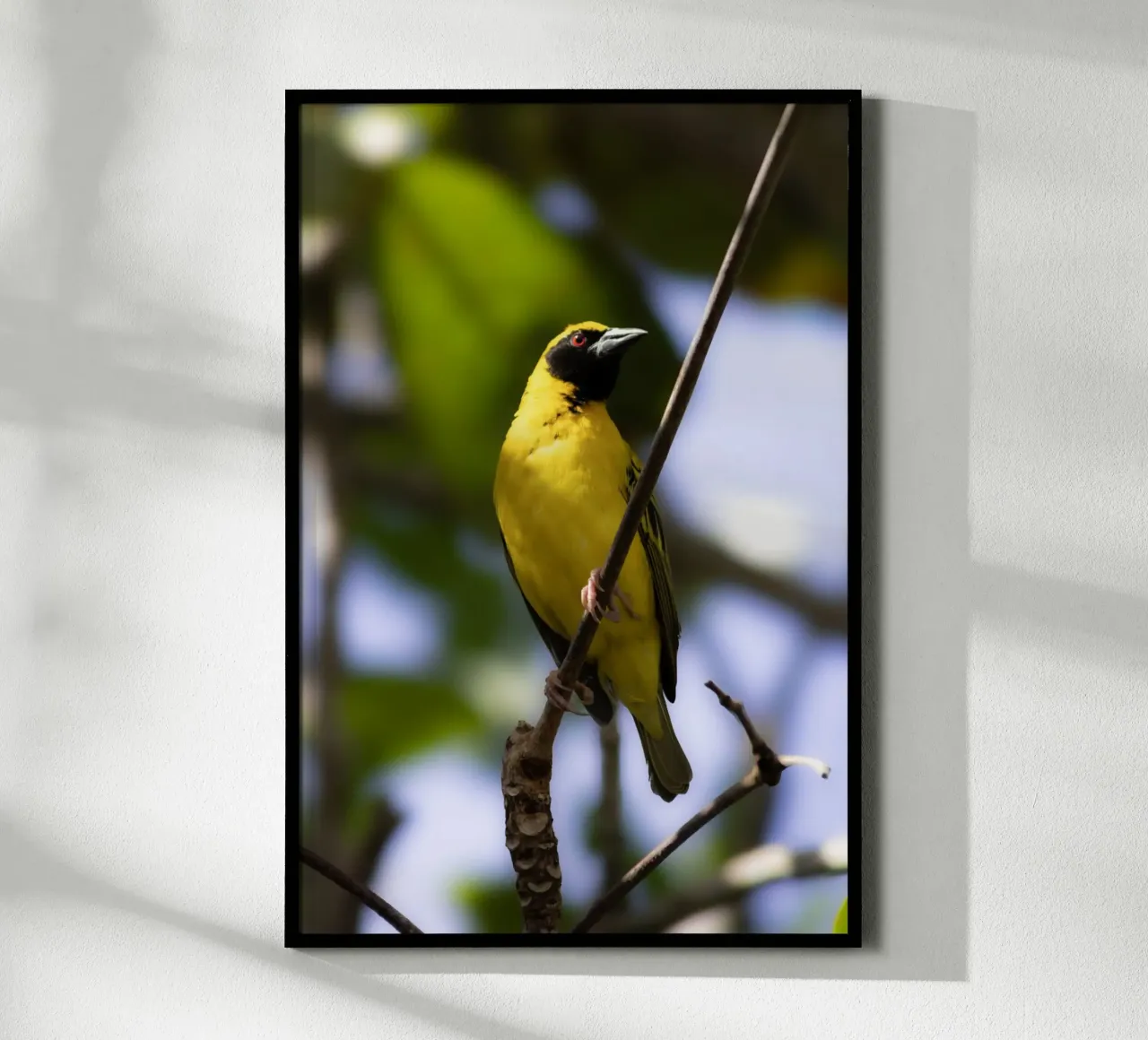 Uccello giallo appollaiato su un ramo poster con telaio in plastica da Léa Lefebvre Photography