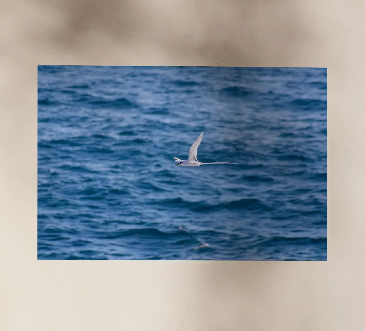 Uccello bianco in volo sul mare 1 pellicola backlit da Léa Lefebvre Photography