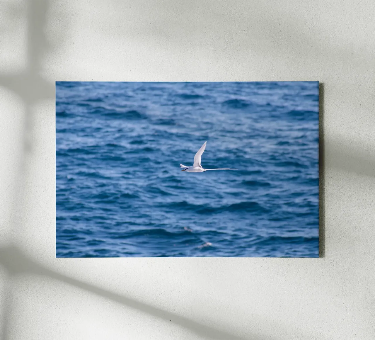 Uccello bianco in volo sul mare 1 tela con Cornice a cassetta da Léa Lefebvre Photography