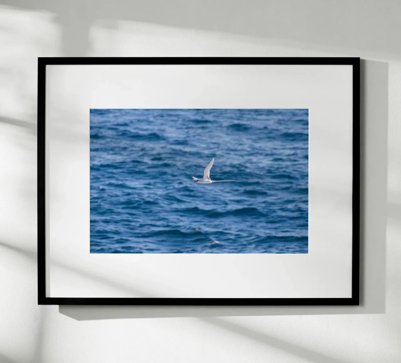 Uccello bianco in volo sul mare 1 carta hahnemühle da Léa Lefebvre Photography
