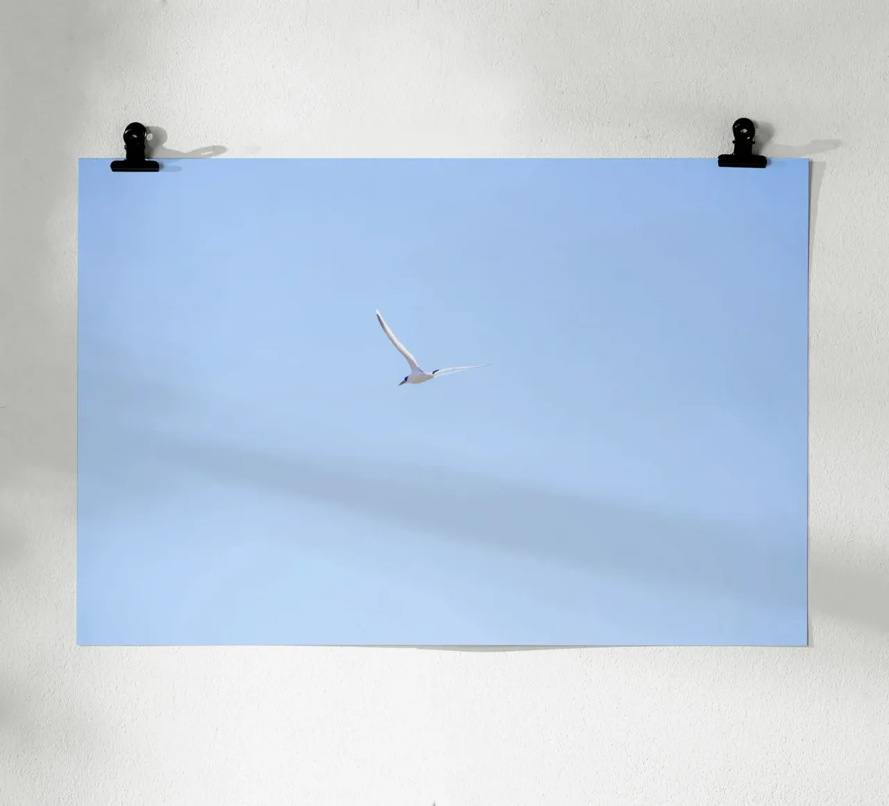 Uccello bianco che vola nel cielo blu poster con telaio in alluminio da Léa Lefebvre Photography