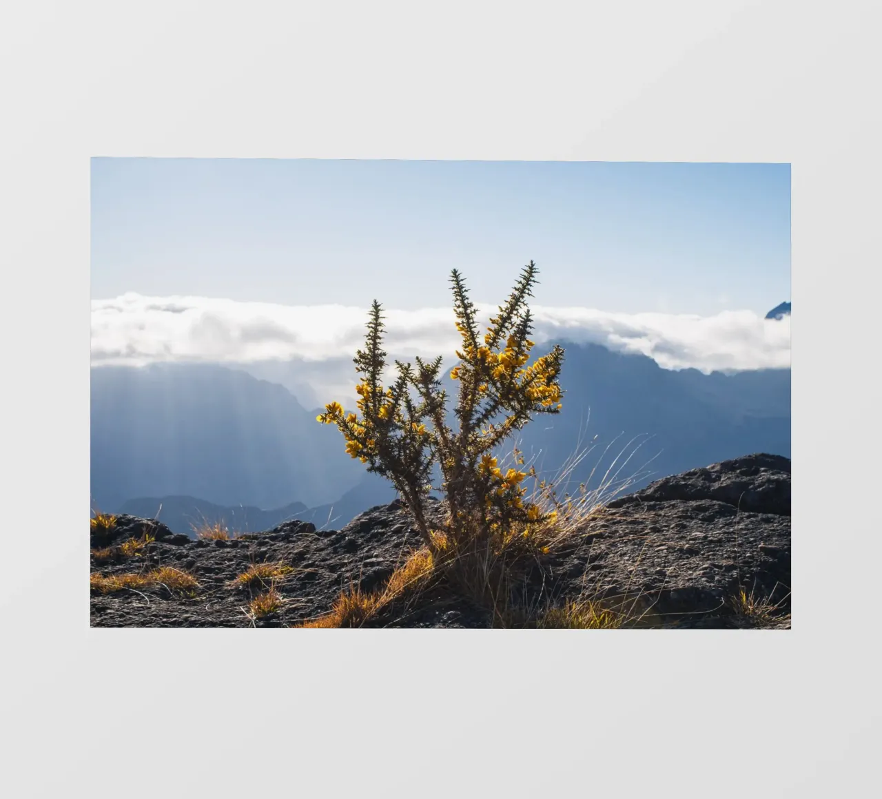 Mont Maïdo mit gelben Blumen Backlit Folie von Léa Lefebvre Photography
