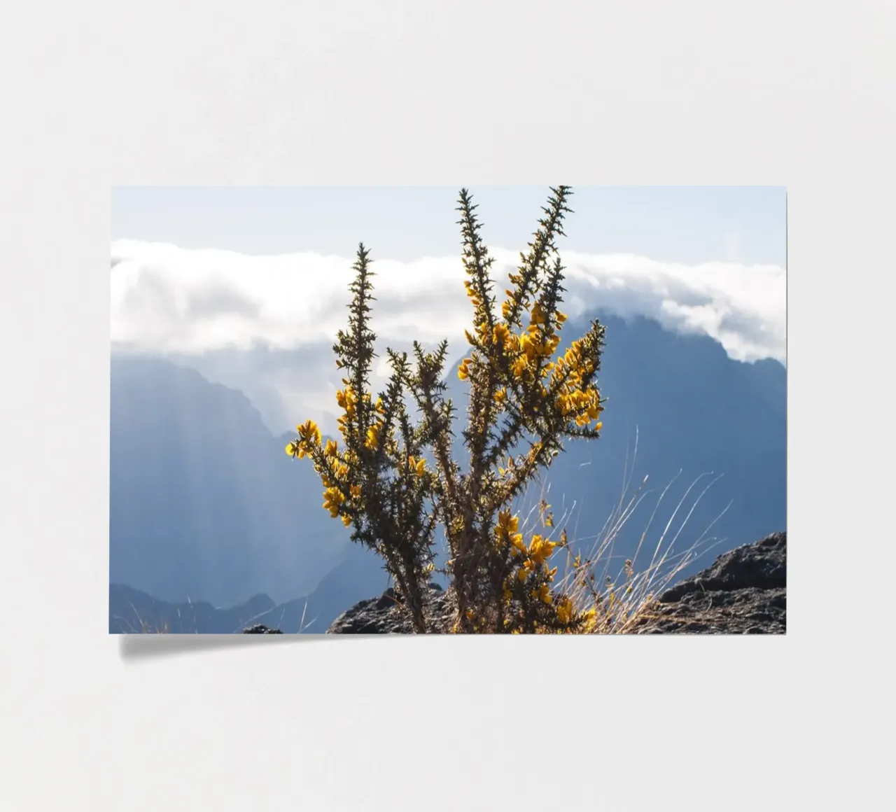Mont Maïdo con fiori gialli foglio adesivo da Léa Lefebvre Photography