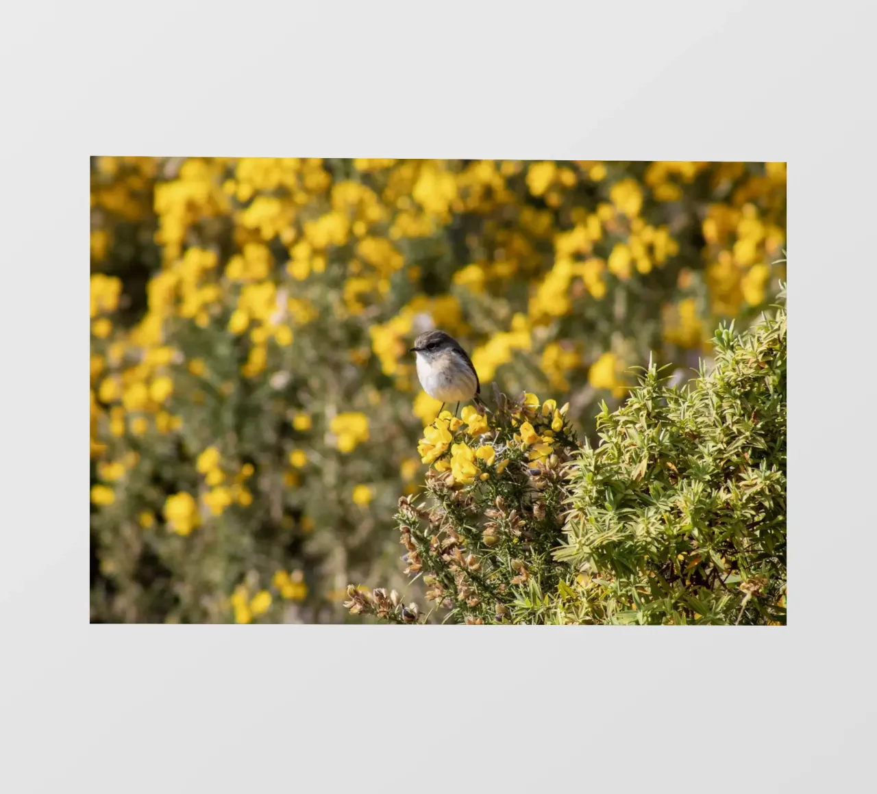 Un uccello su fiori gialli pellicola backlit da Léa Lefebvre Photography