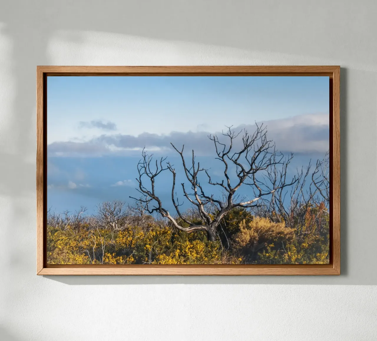 Albero spoglio su una collina alluminio dibond da Léa Lefebvre Photography
