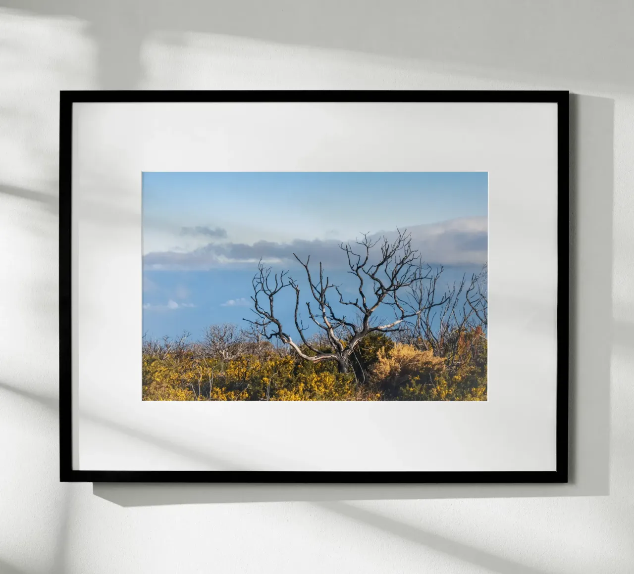 Albero spoglio su una collina carta hahnemühle da Léa Lefebvre Photography