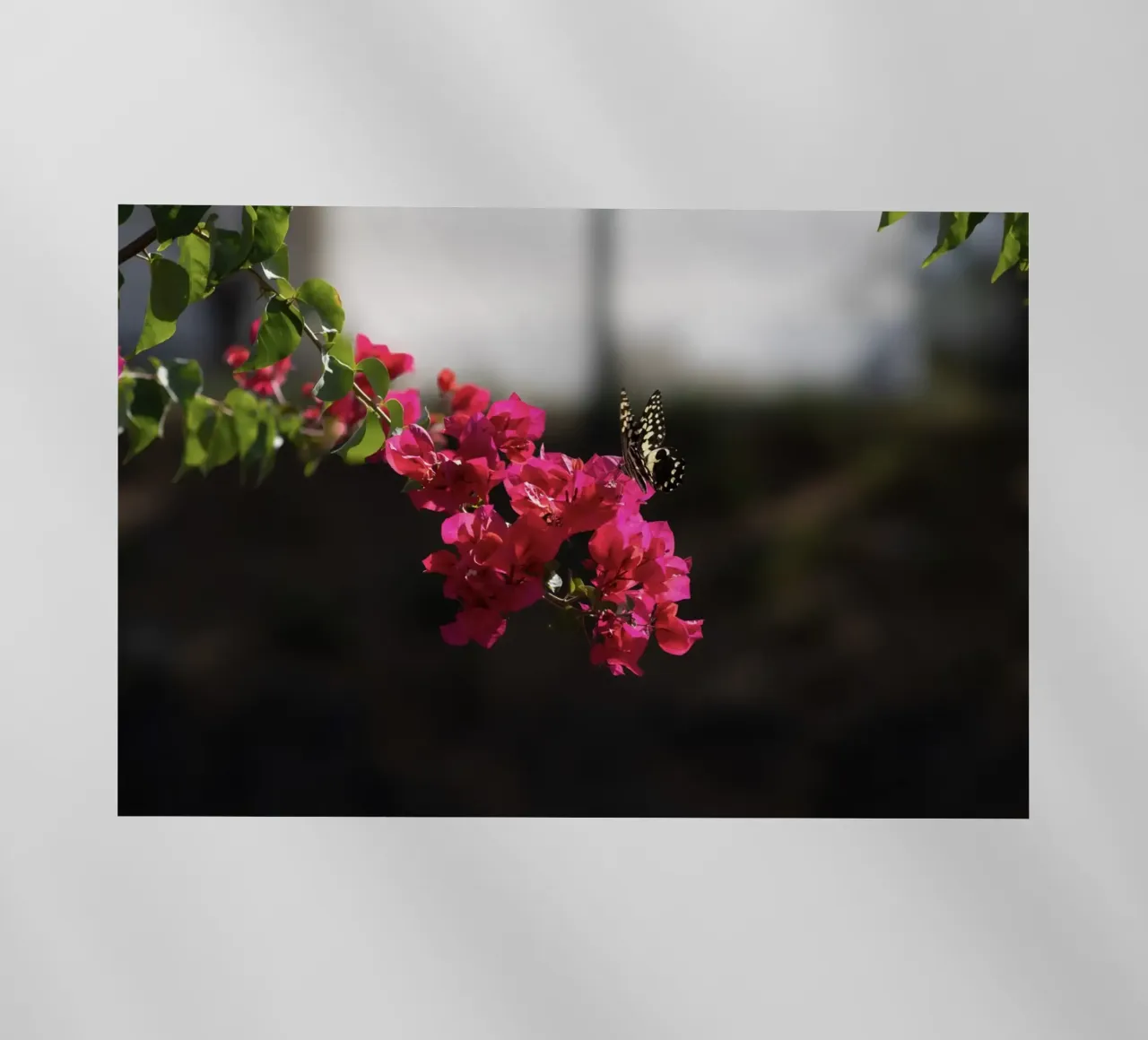 Farfalla su fiori rosa pellicola backlit da Léa Lefebvre Photography