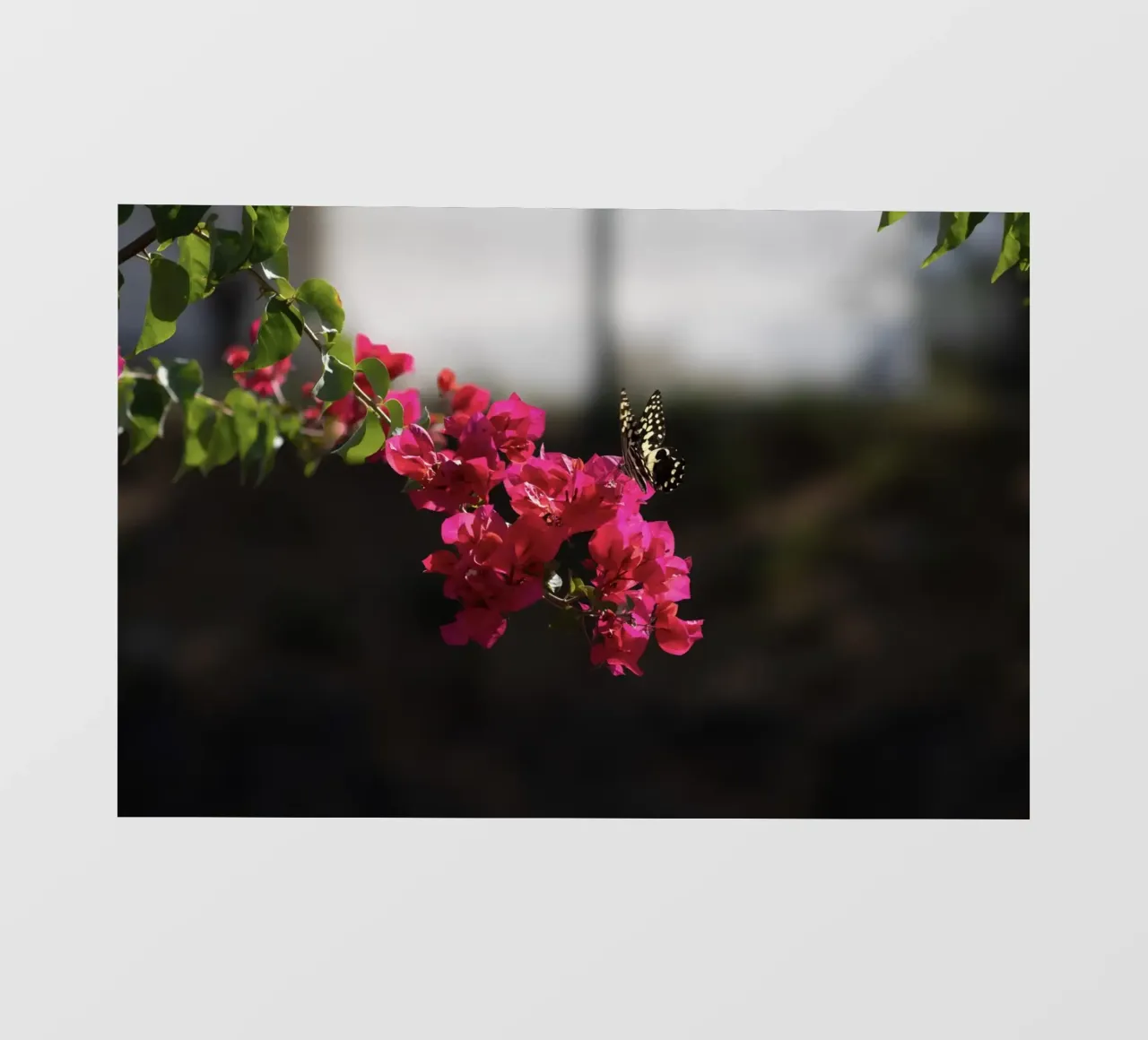 Farfalla su fiori rosa telo in pvc da Léa Lefebvre Photography