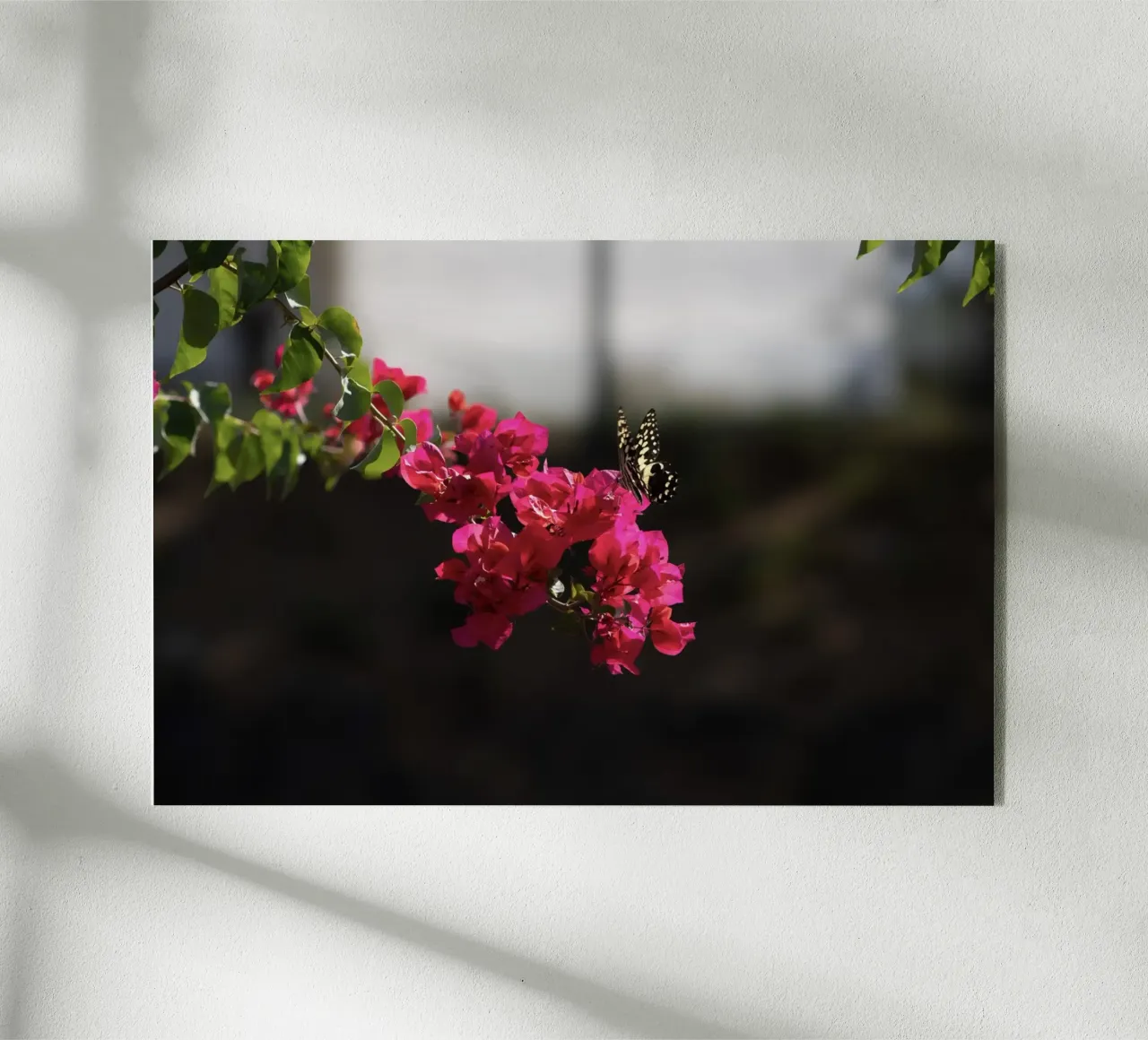 Farfalla su fiori rosa plexiglass da Léa Lefebvre Photography